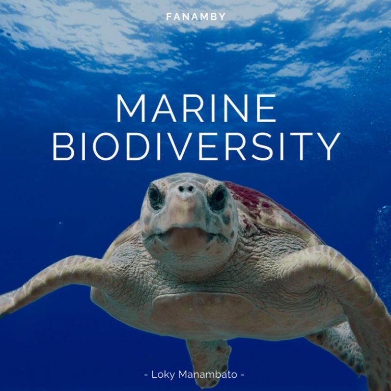 Conservation De La Biodiversité Marine Par Des Activités De Pêche ...