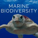 Marine Biodiversity Conservation Through Sustainable and Responsible Fishing Activities