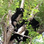 Sustainable Tourism for Lemur Conservation