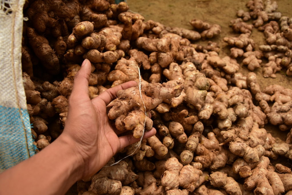 L'amélioration de la production de gingembre améliorent les conditions de vie des producteurs.