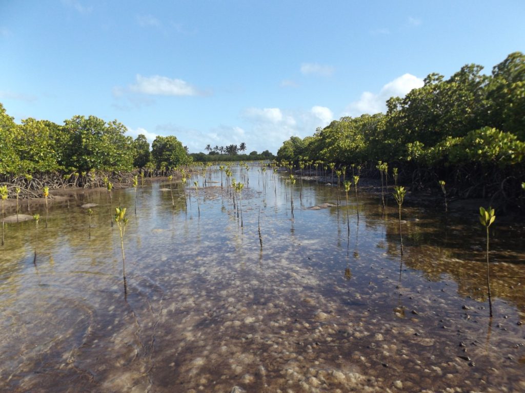 Un site de reboisement de mangrove