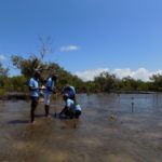 Loky Manambato : Restaurer et Protéger les mangroves